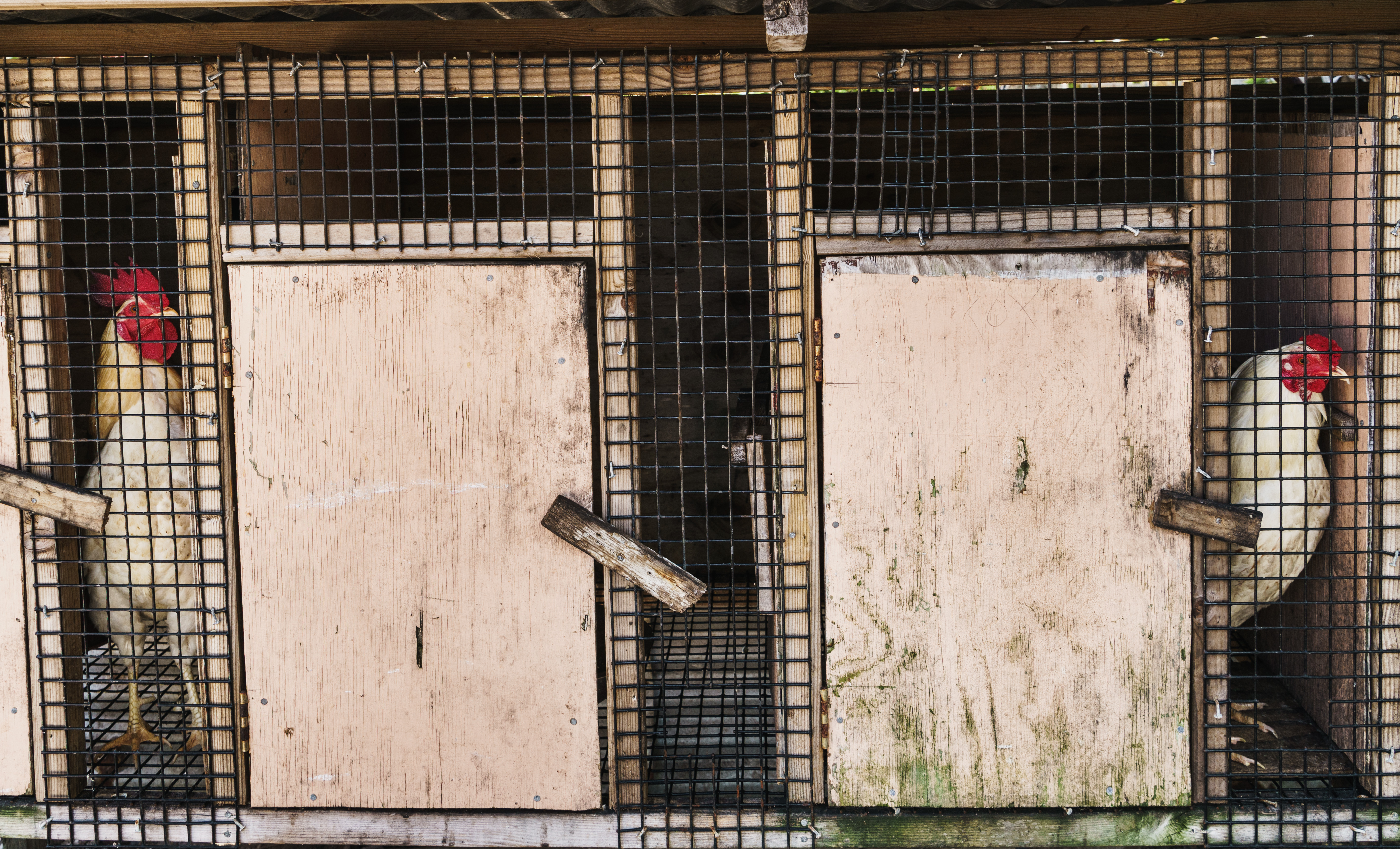 Human infections with avian influenza in China